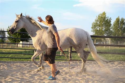 Mzgic cision barefoot horse